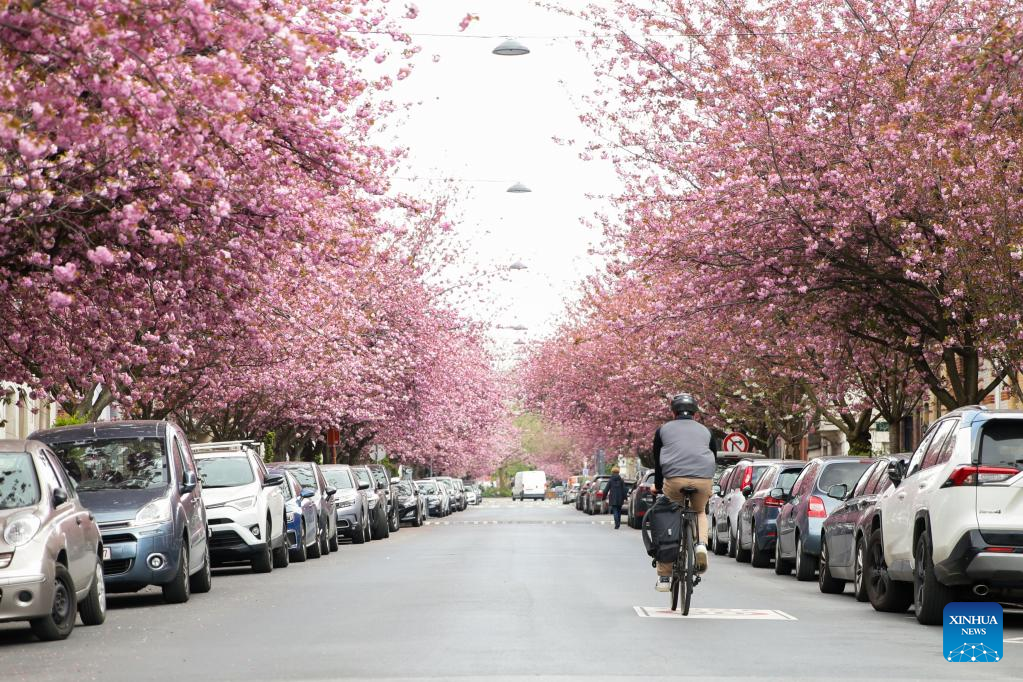 In pics: cherry blossoms in Brussels, Belgium