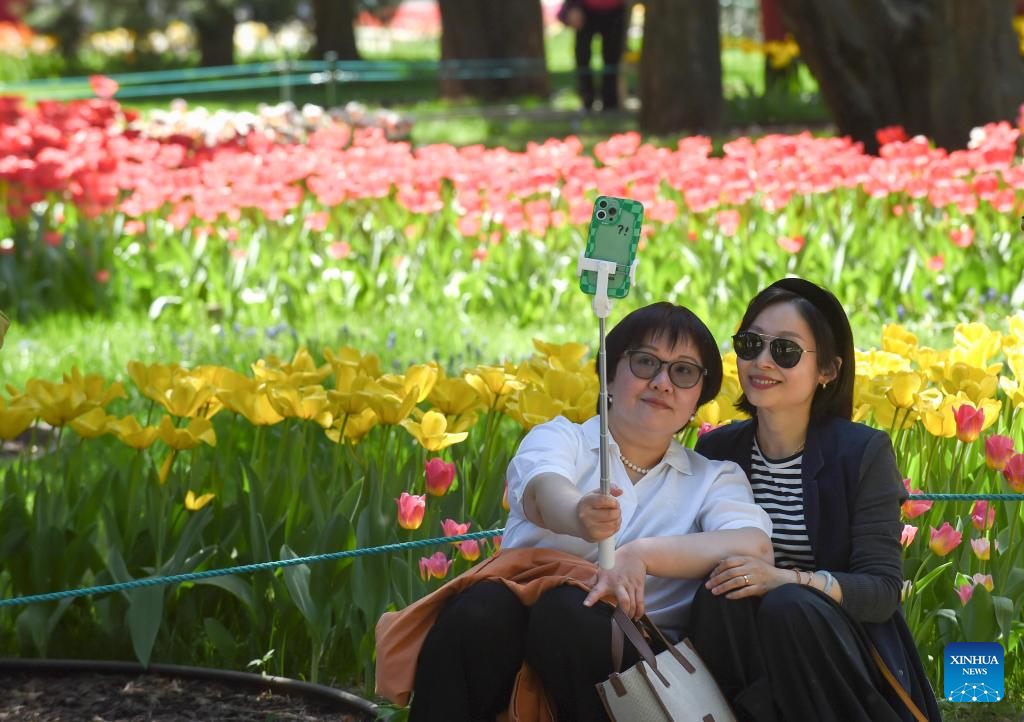 Tulips in full blossom at Zhongshan Park in Beijing