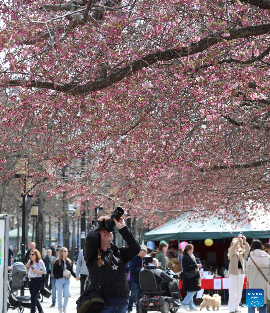 In pics: cherry blossoms in Stockholm, Sweden