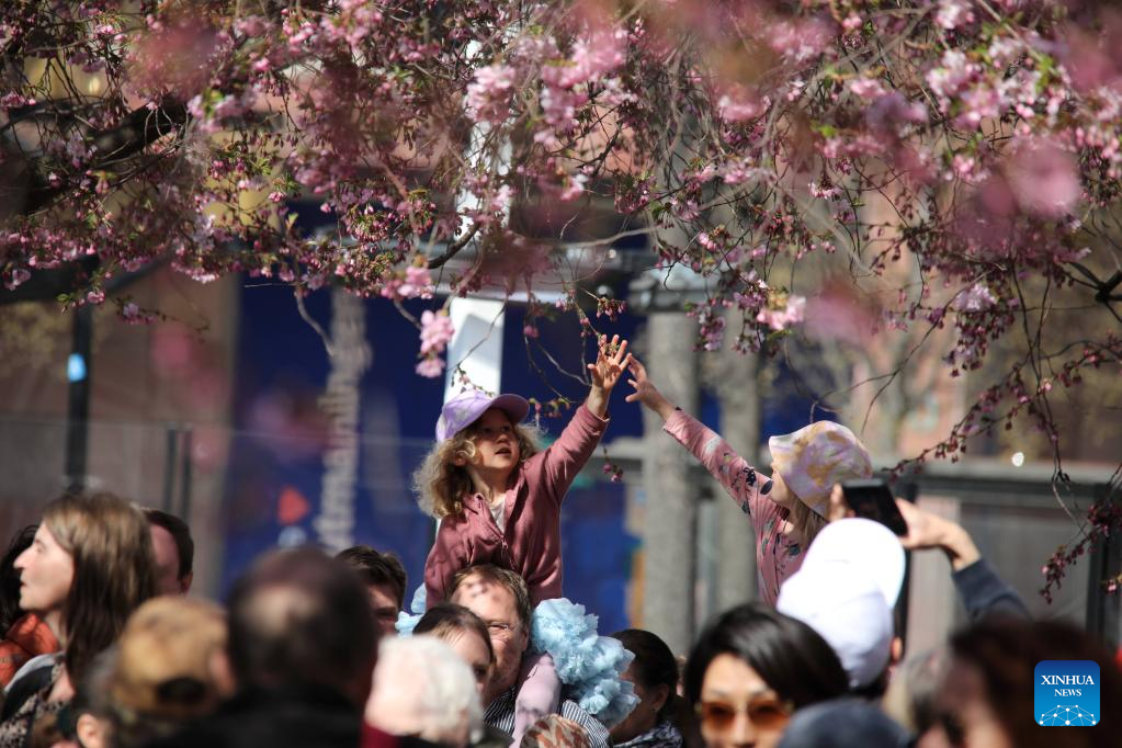 In pics: cherry blossoms in Stockholm, Sweden