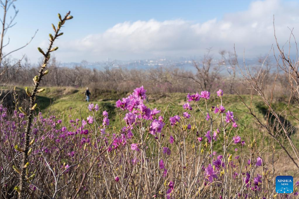 Scenery of blooming flowers in Vladivostok, Russia