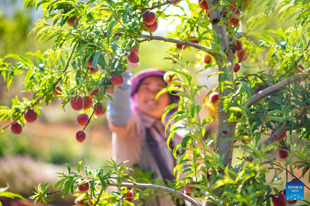 Chinese farmers busy with field works at beginning of summer