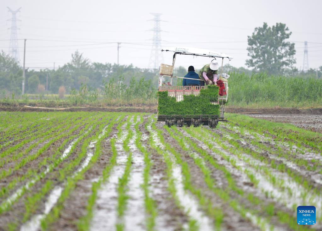 Chinese farmers busy with field works at beginning of summer