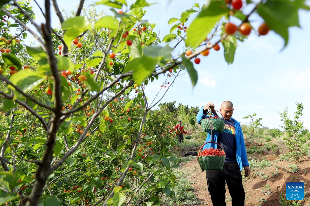 Chinese farmers busy with field works at beginning of summer