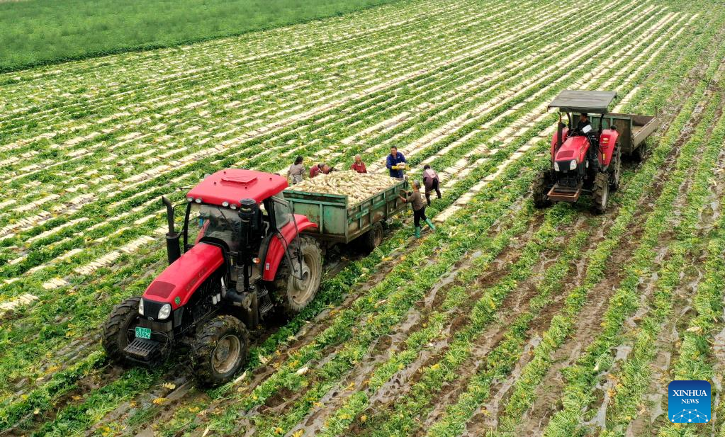 Chinese farmers busy with field works at beginning of summer