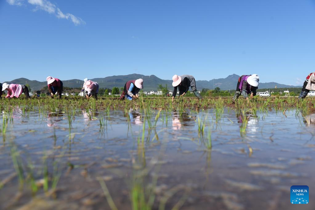 Chinese farmers busy with field works at beginning of summer