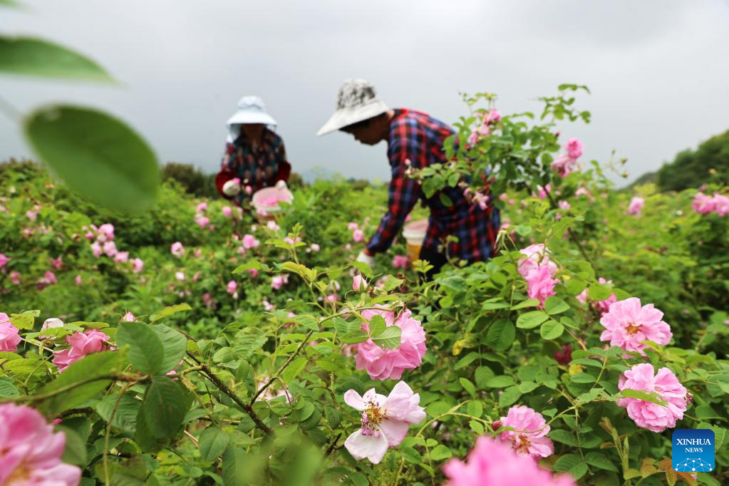 Chinese farmers busy with field works at beginning of summer