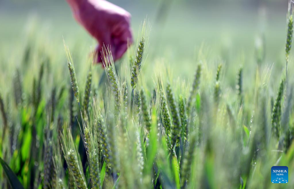 Chinese farmers busy with field works at beginning of summer