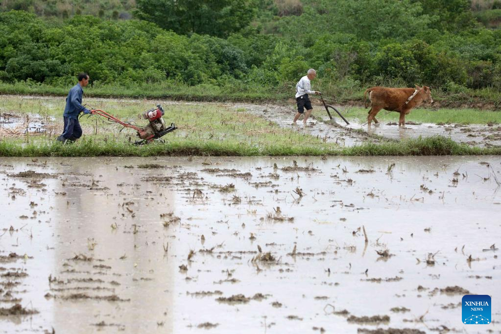 Chinese farmers busy with field works at beginning of summer