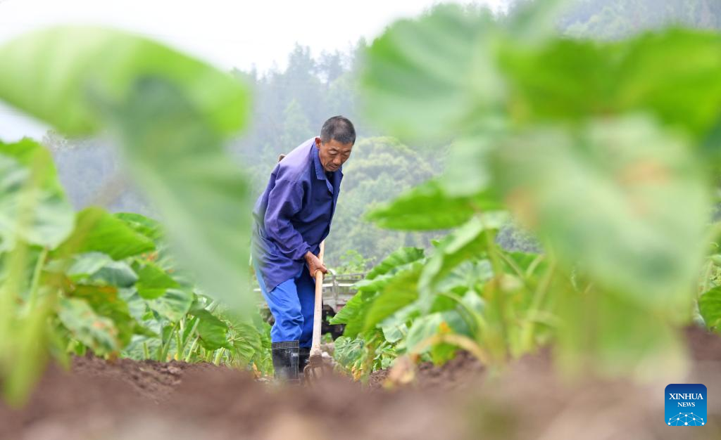 Chinese farmers busy with field works at beginning of summer