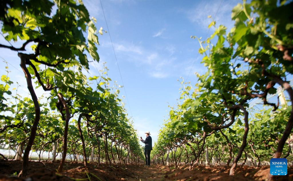 Chinese farmers busy with field works at beginning of summer