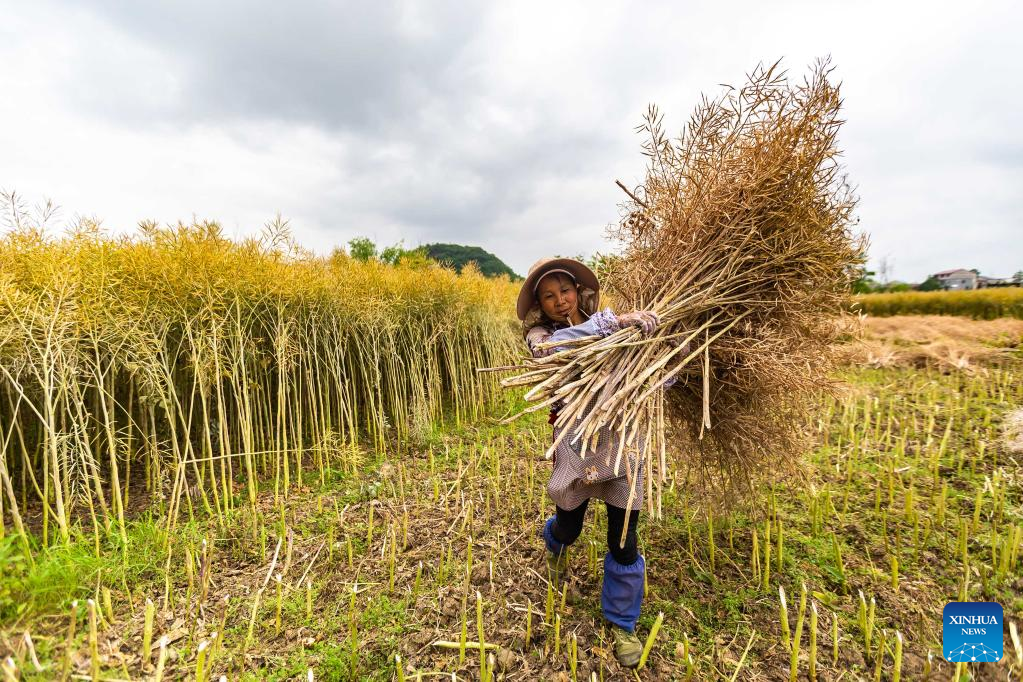 Chinese farmers busy with field works at beginning of summer