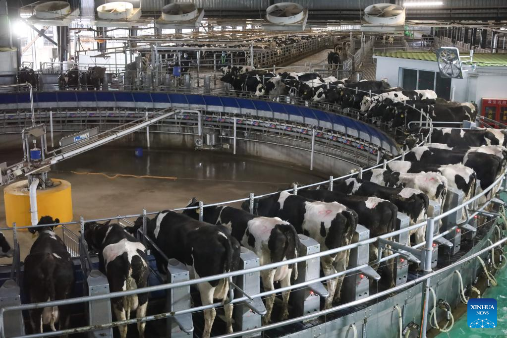 AI-powered devices boost efficiency of dairy farm in Wuwei, NW China