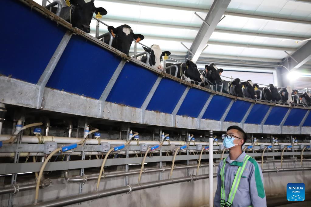 AI-powered devices boost efficiency of dairy farm in Wuwei, NW China