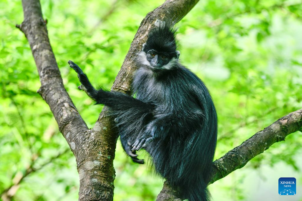 Francois' leaf monkeys seen in Mayanghe National Nature Reserve in SW China