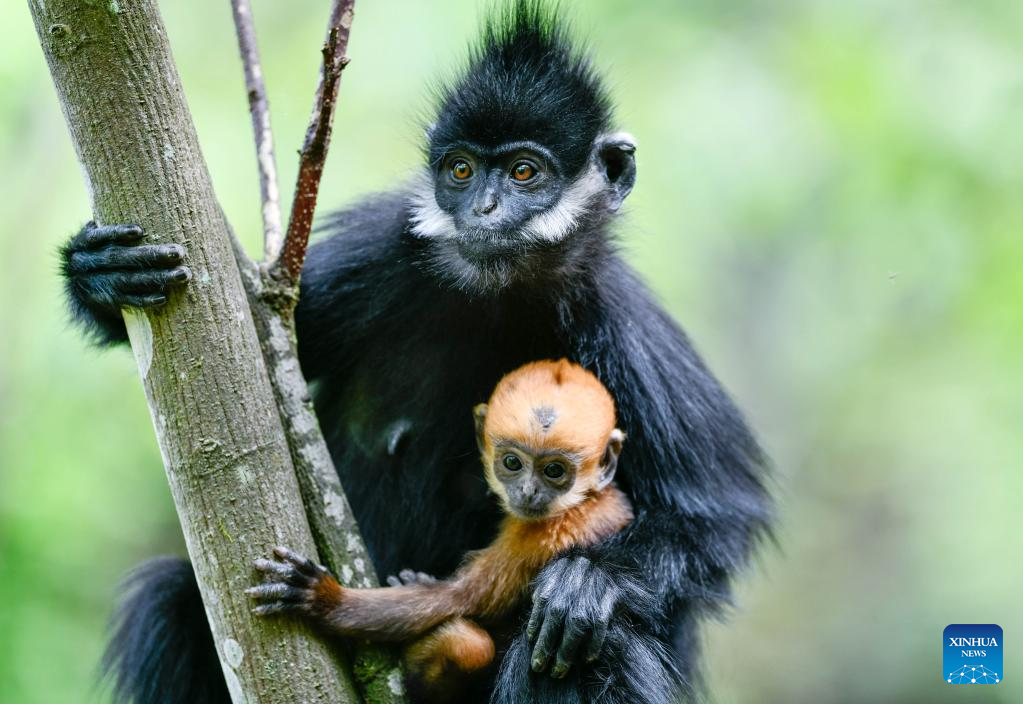 Francois' leaf monkeys seen in Mayanghe National Nature Reserve in SW China