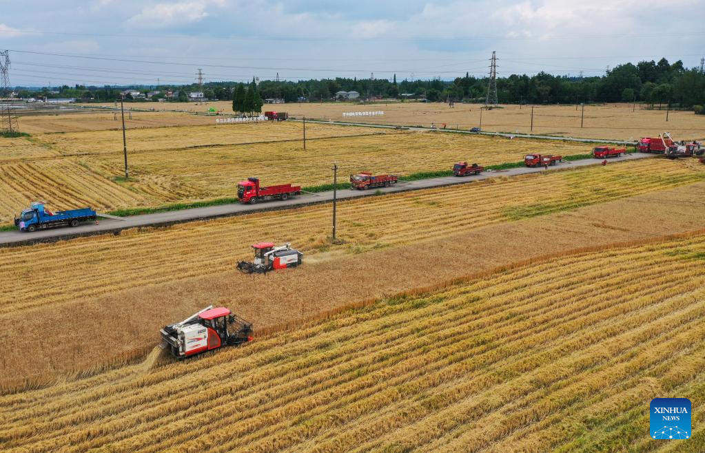 Farmers across SW China's Sichuan Province busy with works in fields