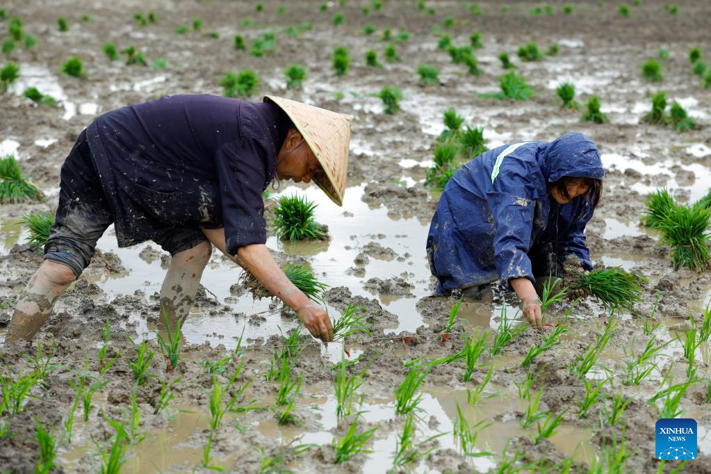 Farmers across SW China's Sichuan Province busy with works in fields