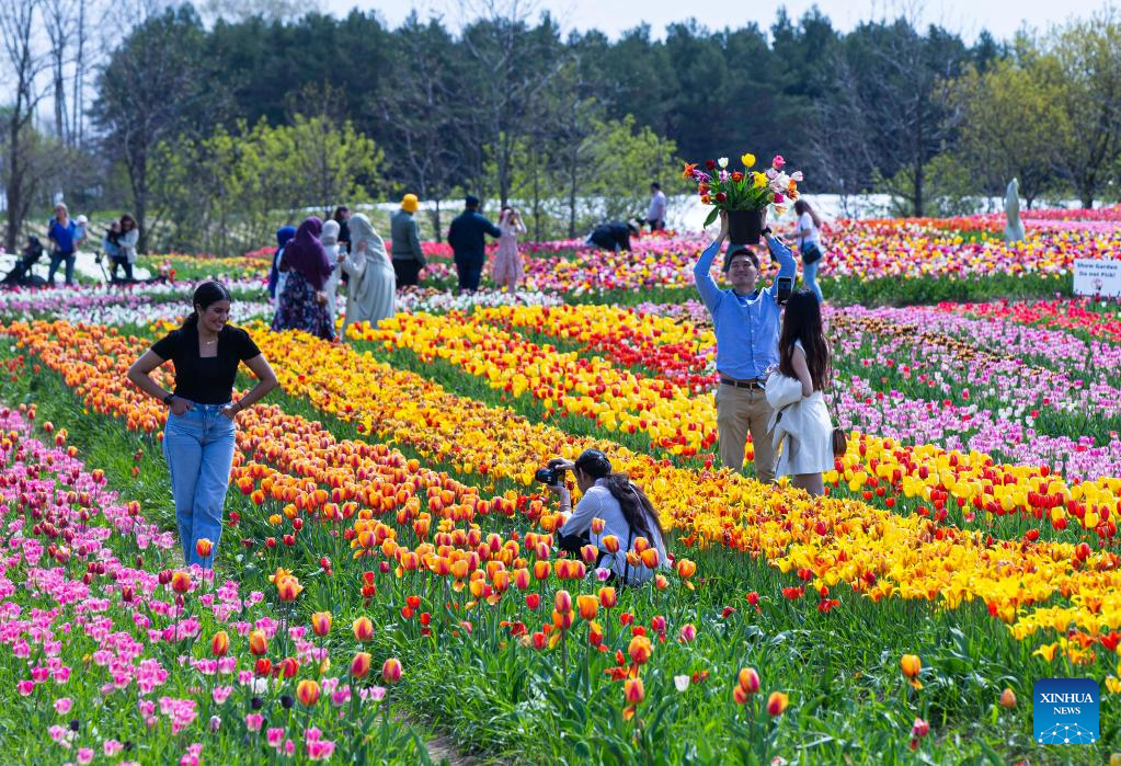 Tourists visit tulip pick farm in Fenwick, Canada