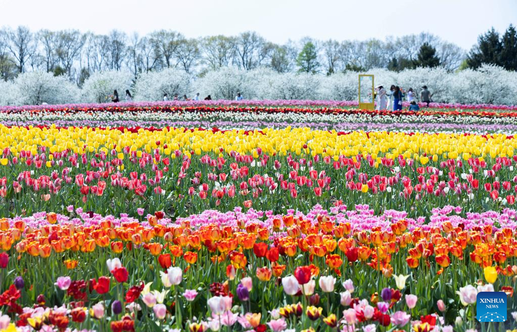 Tourists visit tulip pick farm in Fenwick, Canada