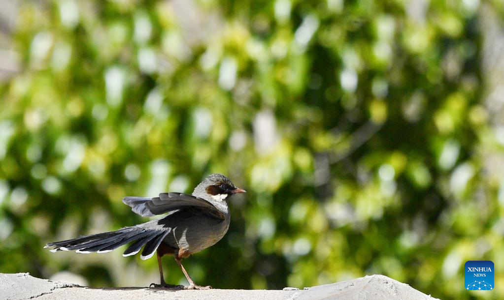 Birds seen in Lhasa, SW China's Tibet