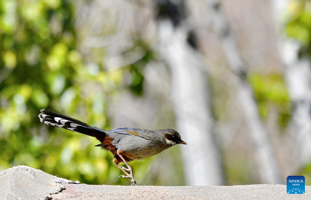 Birds seen in Lhasa, SW China's Tibet