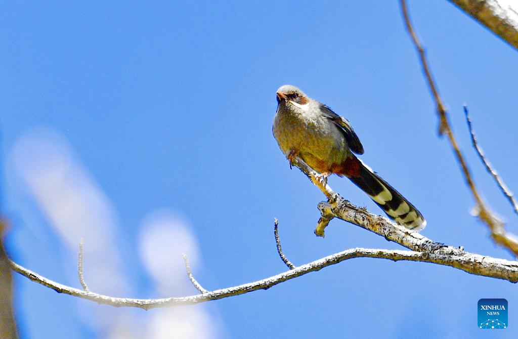 Birds seen in Lhasa, SW China's Tibet