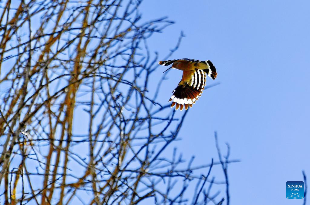 Birds seen in Lhasa, SW China's Tibet