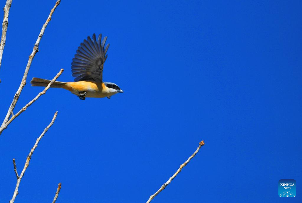 Birds seen in Lhasa, SW China's Tibet