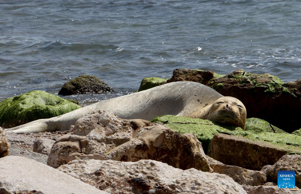 Mediterranean monk seal seen on seashore at Jaffa beach in Israel