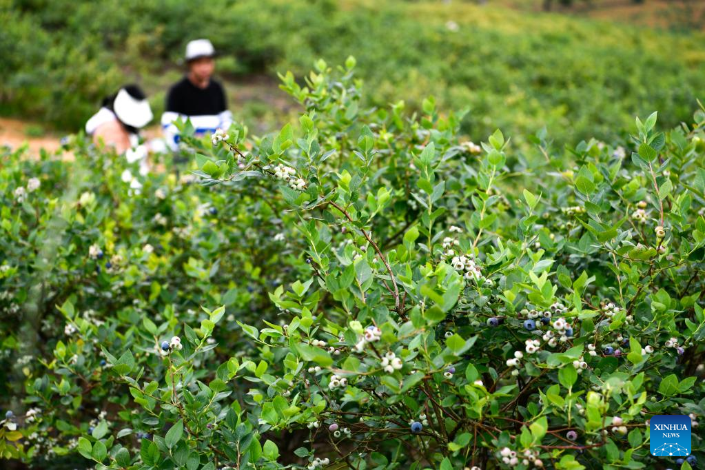 People harvest blueberries in Wengbao Village, SW China's Guizhou