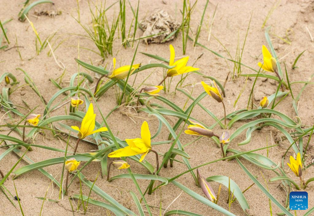 Once-extinct tulips rediscovered in China's Inner Mongolia