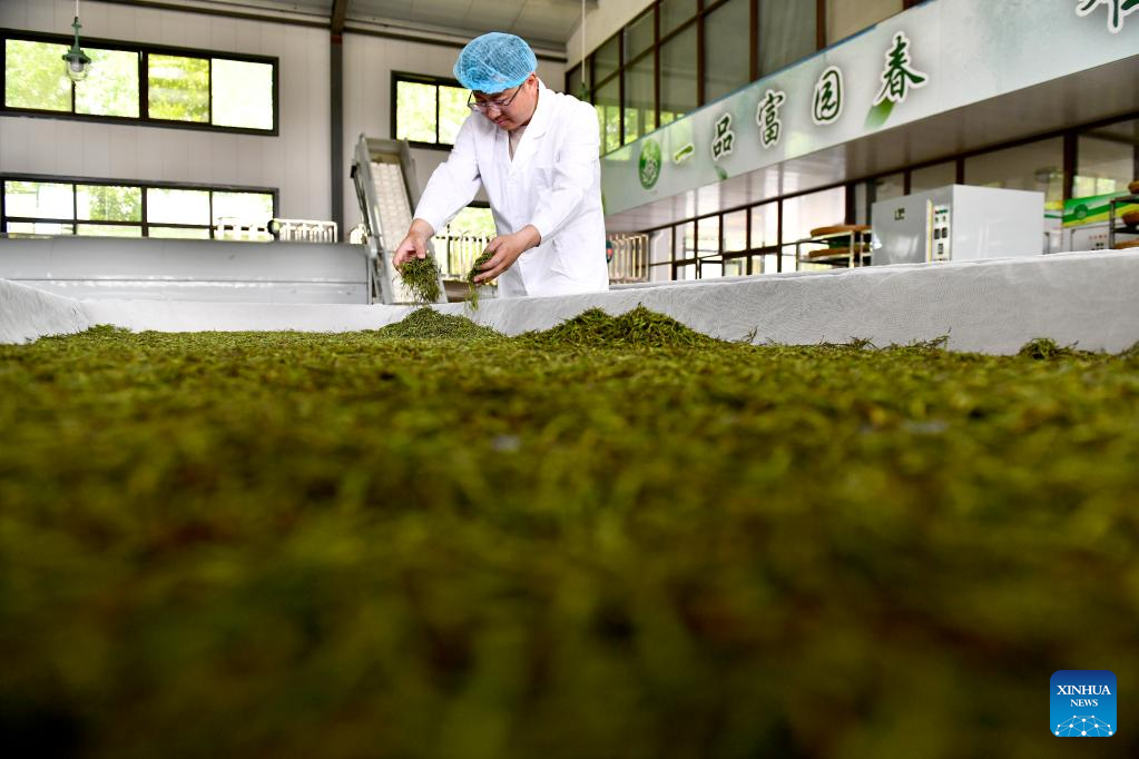 E China's Wulian County promotes development of tea industry