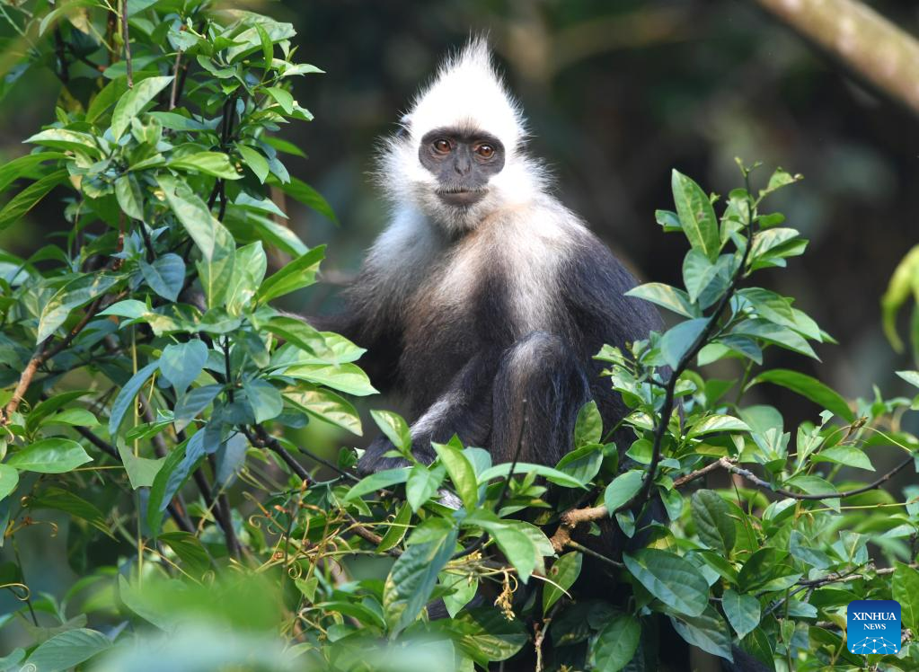 Pic story of langur protecter in Fusui, SW China