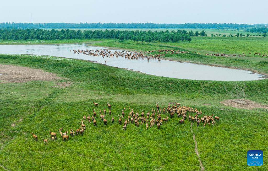 Milu deer seen at national nature reserve in central China's Hubei