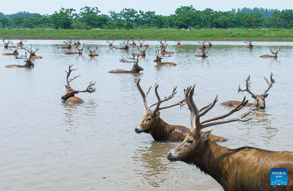 Milu deer seen at national nature reserve in central China's Hubei