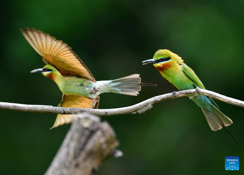 In pics: blue-tailed bee eaters in China's Xiamen