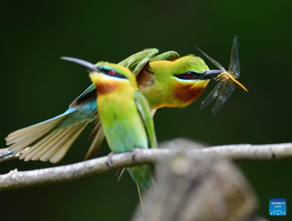 In pics: blue-tailed bee eaters in China's Xiamen