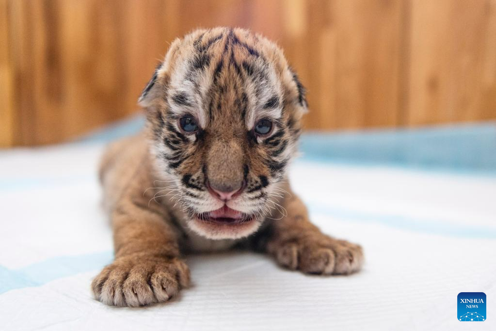 In pics: Siberian tiger cubs at Siberian Tiger Park in Harbin, NE China