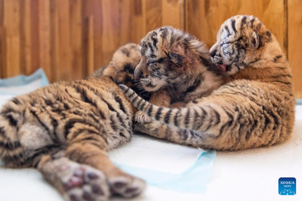 In pics: Siberian tiger cubs at Siberian Tiger Park in Harbin, NE China