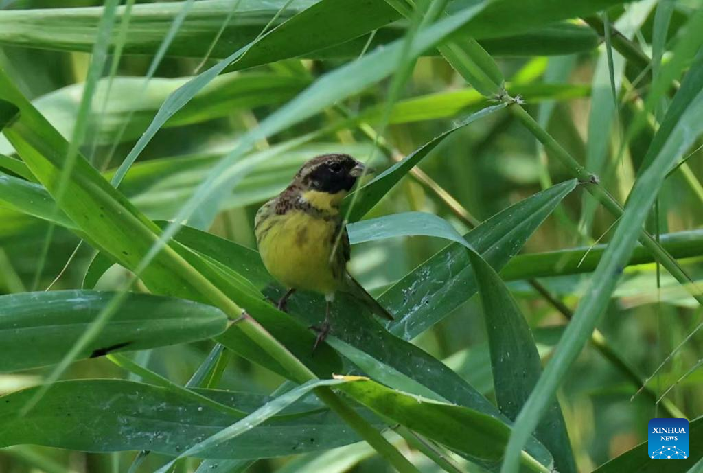 Critically endangered bird spotted in Beijing's Olympic Forest Park