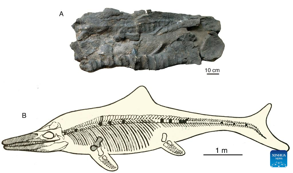 Fossils of prehistoric 