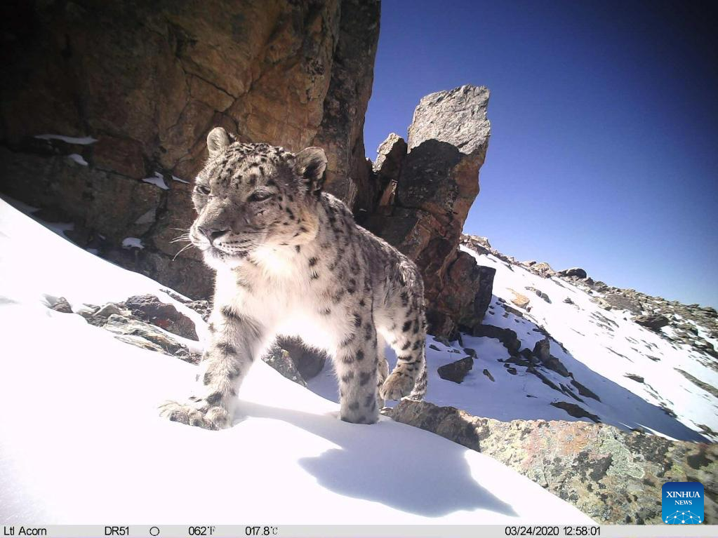 Over 100 snow leopards estimated in Qomolangma reserve