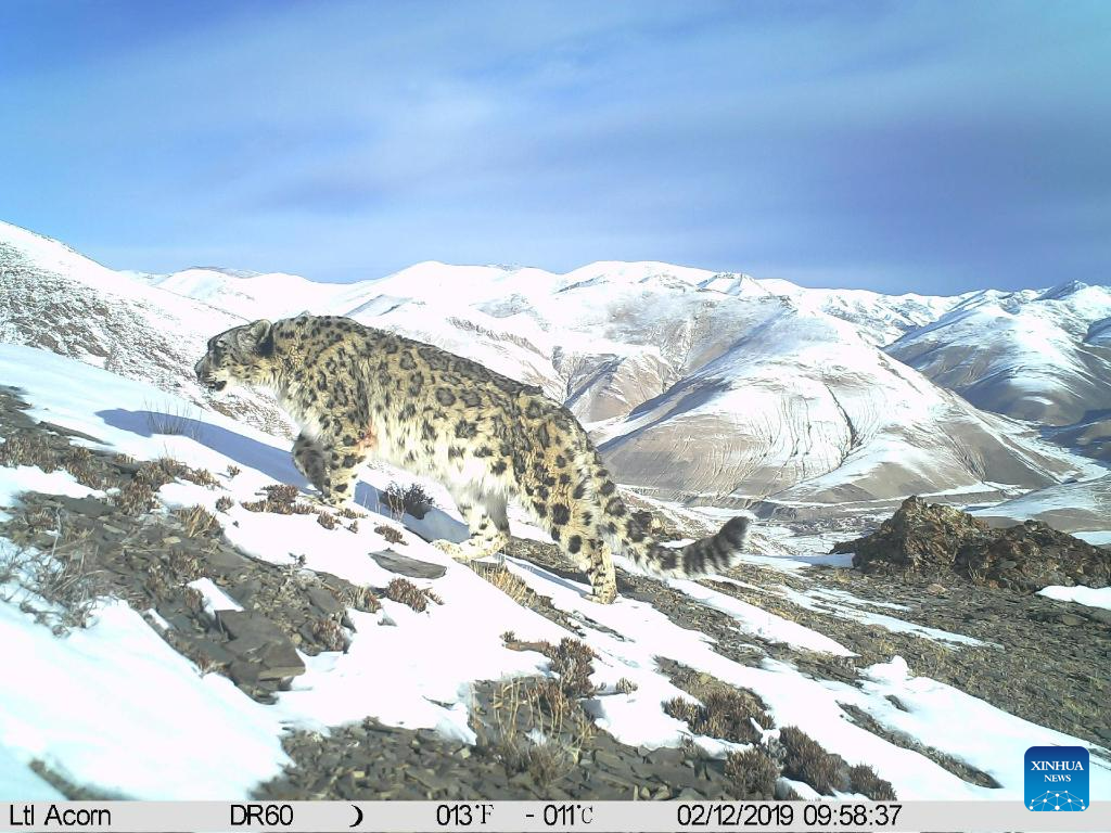 Over 100 snow leopards estimated in Qomolangma reserve