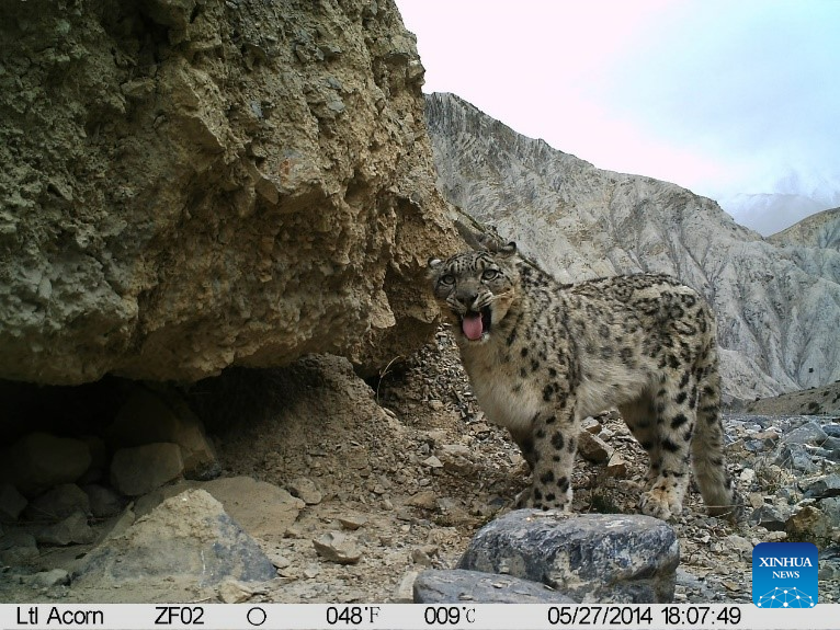 Over 100 snow leopards estimated in Qomolangma reserve