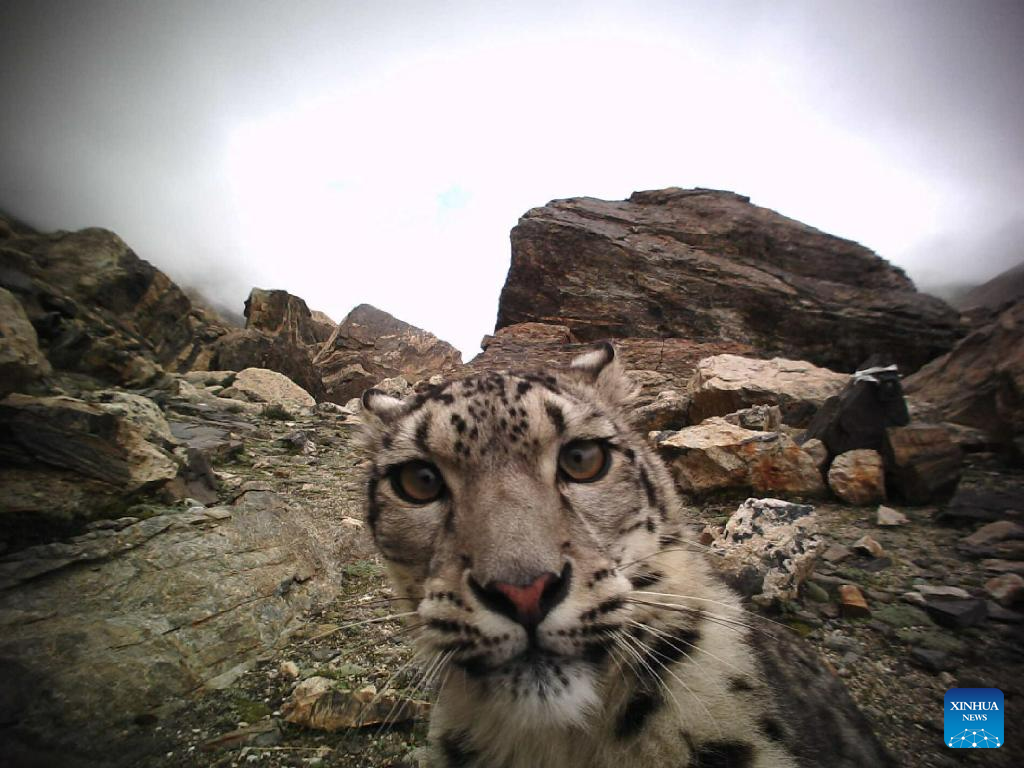Over 100 snow leopards estimated in Qomolangma reserve