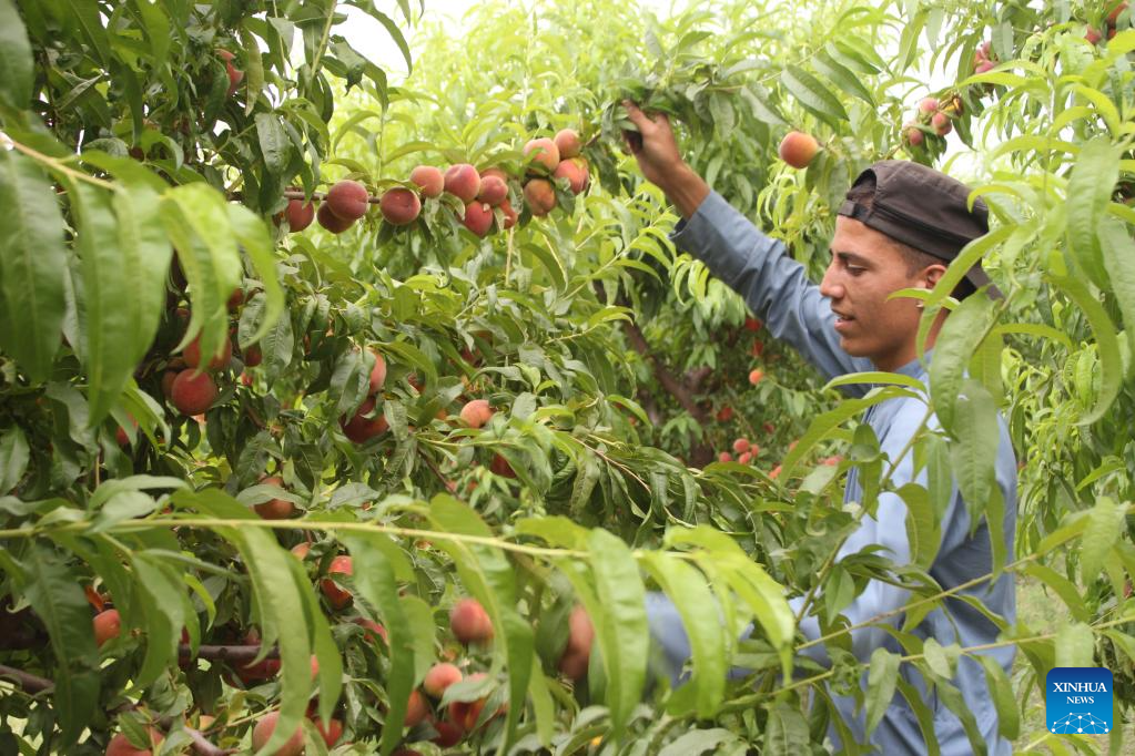 Farmer harvests peaches at orchard in Afghanistan
