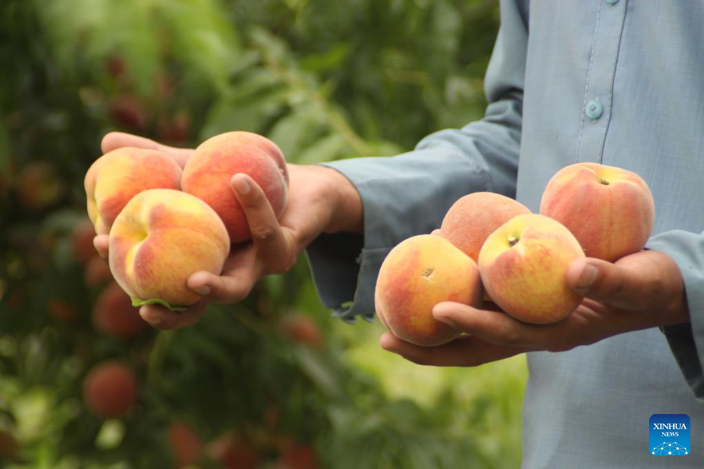 Farmer harvests peaches at orchard in Afghanistan