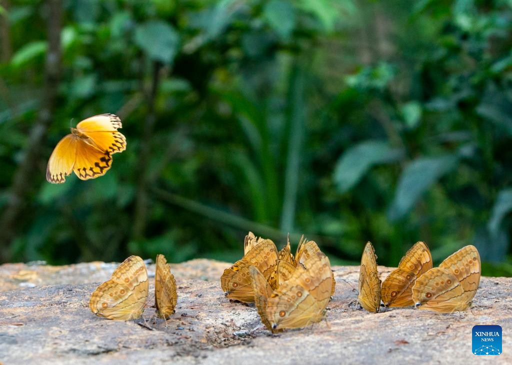 China's Yunnan sees butterfly boom