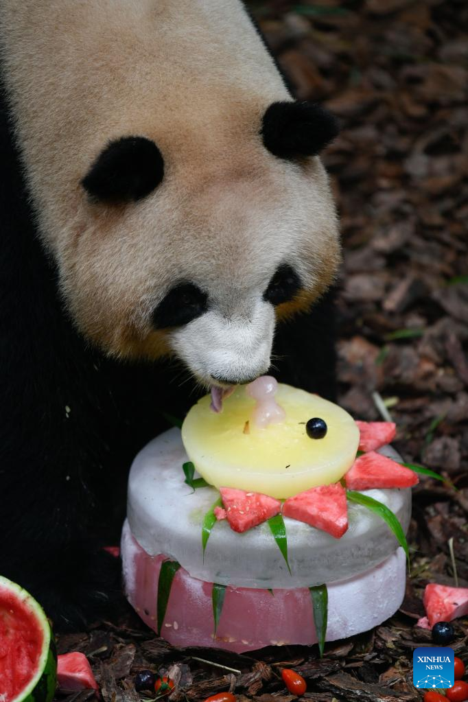 Giant panda Mei Lan celebrates 7th birthday in Chengdu, SW China